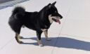 皇家狗粮 成犬狗粮 犬粮 通用犬型 CC 通用粮 ≥12月 8KG 实拍图