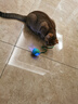 【京东快递】猫咪玩具自嗨解闷智能逗猫球自动逗猫遛猫遛狗突突球 奢华版绿色【带绳款宠物球】 实拍图