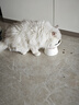 网易严选宠物主粮幼猫成猫全价猫粮 深海鱼虾口味1.8kg*4袋 实拍图