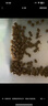 K9狗粮风干冻干三拼成犬幼犬中小型通用低敏昆虫蛋白牛肉味1.5kg 实拍图
