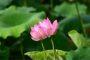 Member's Mark 芝士夹心饼干 1kg 1kg*1箱 实拍图