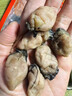 七月的海特大号淡盐金蚝干牡蛎干黄金生蚝带膏海鲜干货特大海蛎海味煲汤 【尊享品质】金蚝干500g【约50只】 实拍图