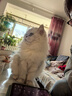 阿飞和巴弟猫粮E76益生菌全价冻干双拼猫粮成猫幼猫粮全阶段通用 2kg*3袋 实拍图