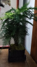 幼薇文竹盆栽植物室内绿化四季迷你办公室绿植摆件桌面好养创意小盆景 文竹+四方舍得PVC盆+方形底盘 带盆栽好 实拍图