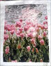 落日玫瑰数字油画diy花卉填色涂鸦手工手绘diy油彩画卧室装饰画 A019郁金香 40*50实木内框+丙烯颜料+画笔 实拍图
