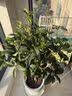 芙洛拉花园【2小时达】发财树绿萝金钱树散尾葵天堂鸟大型绿植室内开业乔迁 八方来财-鸭掌木 实拍图