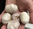 紫白皮蒜即食水果大蒜今年新鲜干蒜生鲜调料蒜瓣 5头大蒜0.36斤 实拍图