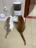 霍曼（Homerun）宠物智能自动喂食器猫粮狗粮定时猫咪自动投食机陶瓷双碗增高版 实拍图