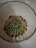 开时果 多肉植物仙人球仙人掌小盆栽桌面植物 肉肉组合办公室内绿植花卉 金冠+黄金沙营养土 实拍图