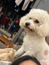 耐吉斯冻干生骨肉犬粮6kg成犬幼犬狗粮鸭肉梨【新旧版随机发货】 实拍图