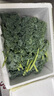 羽衣甘蓝新鲜生鲜蔬菜嫩叶甘兰芥蓝西餐沙拉榨汁减肥减脂山姆同款 羽衣甘蓝轻食3斤装 实拍图