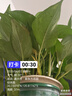 双盟绿萝盆栽除甲醛花卉绿植办公室新房净化空气180加仑2盆装源头直发 实拍图