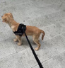 宠德多狗绳狗狗牵引绳遛狗绳胸背带狗链子防爆冲中大型犬金毛拉布拉多 黑色 M（建议24-46斤） 实拍图
