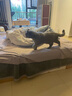 Orijen渴望猫粮 成猫幼猫干粮 六种鱼肉无谷全价通用进口5.4kg效期26/5 实拍图