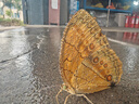 蓝漂抽纸4层100抽*20包加厚原生木浆家用卫生纸巾面巾餐巾纸抽整箱装 实拍图