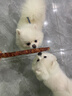 疯狂小狗中大型犬金毛边牧磨牙洁齿棒 巨无霸牛皮夹心卷欧芹&鸭肉味 200g 实拍图