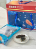 久年大连即食海参1000g12-18只官方旗舰店京东自营 海鲜辽刺参礼盒 实拍图