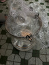 小熊（Bear）养生壶 煮茶壶 恒温水壶 保温烧水一体电热水壶花茶壶 316L不锈钢 1.5L大容量 YSH-J15H8 实拍图