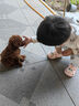 麦富迪狗粮 藻趣儿2.5kg 幼犬中大型小型犬通用（牛肉螺旋藻）金毛泰迪 实拍图