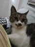 田田猫瓦楞纸平板直板耐磨耐抓不掉屑替换芯猫磨爪猫抓板猫咪用品 实拍图