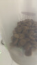 自然光环美国进口Halo【成犬鲜肉】狗粮中大型犬金毛拉布拉多边牧德牧柴犬 成犬鸡味21磅9.5kg-效期26.12起 下单抽奖·满赠好礼~详情请入会 实拍图