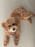 普安特宠物狗狗驱虫药体外驱虫滴幼犬驱寄生虫跳蚤非泼罗尼爱滴克 实拍图