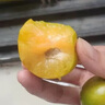 粤迎贵州六马蜂糖李【顺丰多地次日达】脆甜蜂蜜李水果多汁新鲜生送礼 A+级精选中果【单果35-40mm】 净重3斤【30%选择-较划算】 实拍图