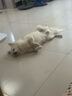 普安特宠物狗狗驱虫药犬体内外同驱跳蚤犬虱非泼罗尼爱滴克+内驱 实拍图