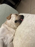 力狼（LILANG）狗粮幼犬粮 博美泰迪柯基金毛边牧全犬种中小型犬通用型狗粮 【超值囤货】幼犬专研粮10kg20斤 实拍图