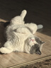 蓝氏全价成猫猫粮乳鸽1.5kg+猎兔1.5kg+火鸡1.5kg 实拍图