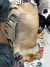 耐吉斯无谷冻干生骨肉成犬幼犬狗粮鸭肉梨1.5kg【新旧版随机发货】 实拍图