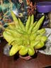 临雅佛手柑水养绿植水培植物佛手瓜摆件室内盆栽插花大果1颗源头直发 实拍图