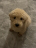 皇家狗粮 幼犬狗粮 犬粮 通用犬型 A3 通用粮 2-12月 3KG 实拍图