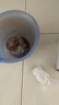IAM City Farmer 薰衣草DIY趣味种植盆栽多年生花卉种植办公室盆栽芳香植物 实拍图