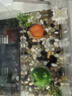 派乐特 鱼缸造景石头水族箱龟缸多肉底砂雨花石热敷鹅卵石子2kg 实拍图