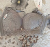 都市丽人内衣女小胸聚拢调整型上托防下垂无钢圈收副乳性感文胸罩 实拍图