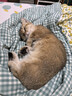 洁客 豆腐膨润土混合猫砂除臭结团懒人猫砂2.5kg*8袋共20kg整箱装 实拍图