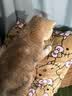 野兽派家居（tbh）三丽鸥Hello Kitty法兰绒暖香毯客厅沙发毯子办公室午睡毯毛毯  实拍图