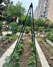 墨一【送货上门】爬藤架葡萄黄瓜豆角架种菜花支架庭院园艺花卉支撑杆 粗16mm长180cm10支 特大 实拍图