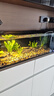 疯狂水草鱼缸造景装饰溪流石底部砂石天然溪流缸南美缸造景石乌龟躲避晒台 溪流缸造景套餐（40-50cm缸） 实拍图