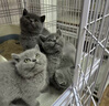 好之味海鲜味鸡肉鱼油搭配小麦玉米全价全期成猫幼猫粮5kg全年龄通用 实拍图