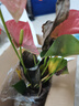 大号红掌高30-40cm 鸿运当头室内花盆栽客厅办公室开花类四季好养 【繁星吸水盆】白掌+红掌 高约35 30-40cm 实拍图