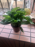 【绿萝盆栽】吸甲醛净化空气水培绿植物懒人花卉好养搬家礼物全 【1盆】绿萝+原盆原土 整体含盆高度20-25cm 实拍图