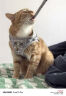 欢宠网猫咪牵引绳猫绳宠物防挣脱可调松紧背心式专用溜遛猫绳子外出用品 实拍图
