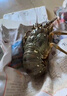 喵和渔鲜活小青龙印尼大龙虾 青龙虾 虾类活虾青龙仔 （6-7两/2只） 实拍图