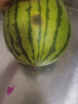 吊秧小西瓜 约1.5kg 晒单实拍图