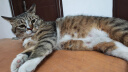 皇家室内成猫粮 I27 通用粮 12月以上 2KG 实拍图