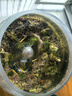 疯狂水草鱼缸水草种子水培植物直接入鱼缸造景水草籽种子速成小对叶牛毛草 实拍图