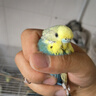 宠易生鹦鹉奶粉手养鹦鹉雏鸟幼鸟营养乳粉中大小型鹦鹉饲料200g 晒单实拍图
