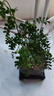 佰花锦清香胡椒木盆栽室内外驱蚊草植物好养绿植九里香花卉四季常青盆景 【送方底座】清香胡椒木+四方舍得盆+黑沙 整体高度20-25cm 实拍图